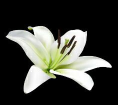 陈亚莉