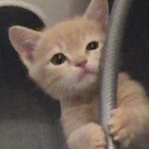 李悦